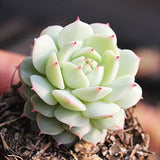 The Next Gardener Succulent Plants, 5 Pack of Assorted Rosettes, Fully Rooted in 2" Planter Pots with Soil