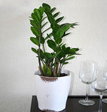 Costa Farms ZZ Zamioculcas Zamiifolia Live Indoor Plant, 12-Inch, Fresh From Our Farm