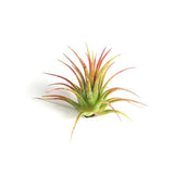 Wholesale Air Plants - One Dozen Tillandsia Ionantha - 12 Air Plants at a Great Price