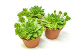 Hen and Chicks Succulents (3 Pack) Live Sempervivum Houseleek Succulent Rooted in Planter Pots