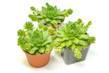 Hen and Chicks Succulents (3 Pack) Live Sempervivum Houseleek Succulent Rooted in Planter Pots