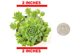 Hen and Chicks Succulents (3 Pack) Live Sempervivum Houseleek Succulent Rooted in Planter Pots