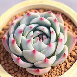 The Next Gardener Succulent Plants, 5 Pack of Assorted Rosettes, Fully Rooted in 2" Planter Pots with Soil