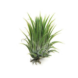Wholesale Air Plants - One Dozen Tillandsia Ionantha - 12 Air Plants at a Great Price