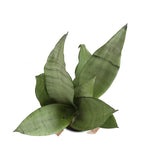 Costa Farms Snake Plant, Sansevieria, with 4.25-Inch Wide Mid-Century Modern Planter