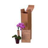 DecoBlooms Living Orchid Flower Plant - 2 Inch Blooms - Fresh Flowering Home Décor