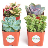 Shop Succulents | Unique Collection of Live Succulent Plants, Hand Selected Variety Pack of Mini Succulents