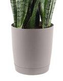 Costa Farms Premium Live Indoor Snake Plant, Sansevieria, 2-FT Floor Plant, Shipped Fresh From Farm in Cylinder Planter