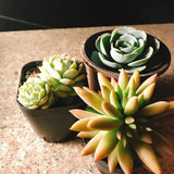 Live Succulent Cuttings 10 Assorted Varieties Beginners Succulents, No 2 Cuttings Alike