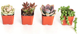 Shop Succulents | Good Juju Collection of Live Succulent Plants with Free Gift Crystal - Collection of 4