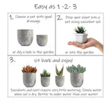Altman Plants Assorted Live Cactus Collection mini real cacti for planters or gifts, 2.5", 12 Pack