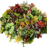 Live Succulent Cuttings 10 Assorted Varieties Beginners Succulents, No 2 Cuttings Alike