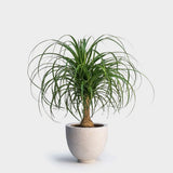 AMERICAN PLANT EXCHANGE Ponytail Palm Single Trunk Live Plant, 6" Pot, Indoor/Outdoor Air Purifier