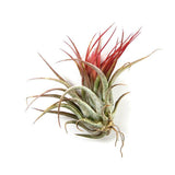 Wholesale Air Plants - One Dozen Tillandsia Ionantha - 12 Air Plants at a Great Price