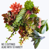 Live Succulent Cuttings 10 Assorted Varieties Beginners Succulents, No 2 Cuttings Alike