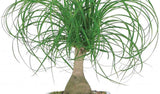 AMERICAN PLANT EXCHANGE Ponytail Palm Single Trunk Live Plant, 6" Pot, Indoor/Outdoor Air Purifier