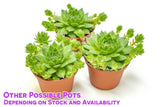 Hen and Chicks Succulents (3 Pack) Live Sempervivum Houseleek Succulent Rooted in Planter Pots
