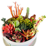 Live Succulent Cuttings 10 Assorted Varieties Beginners Succulents, No 2 Cuttings Alike