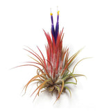 Wholesale Air Plants - One Dozen Tillandsia Ionantha - 12 Air Plants at a Great Price