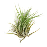 Wholesale Air Plants - One Dozen Tillandsia Ionantha - 12 Air Plants at a Great Price