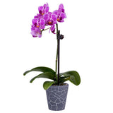 DecoBlooms Living Orchid Flower Plant - 2 Inch Blooms - Fresh Flowering Home Décor
