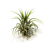 Wholesale Air Plants - One Dozen Tillandsia Ionantha - 12 Air Plants at a Great Price