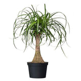 AMERICAN PLANT EXCHANGE Ponytail Palm Single Trunk Live Plant, 6" Pot, Indoor/Outdoor Air Purifier