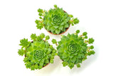 Hen and Chicks Succulents (3 Pack) Live Sempervivum Houseleek Succulent Rooted in Planter Pots