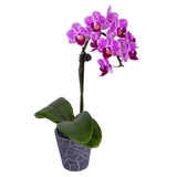 DecoBlooms Living Orchid Flower Plant - 2 Inch Blooms - Fresh Flowering Home Décor