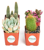 Shop Succulents | Cactus & Succulent Collection of Live Plants Collection of 4 in 2" pots