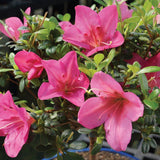 Brussel's Live Satsuki Azalea Outdoor Bonsai Tree - 6 Years Old; 8" to 10" Tall with Decorative Container