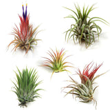 Wholesale Air Plants - One Dozen Tillandsia Ionantha - 12 Air Plants at a Great Price