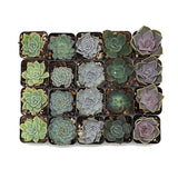 CAL Farms Gardens (20) 2" Beautiful Rosettes Succulents Weddings or Party Favors
