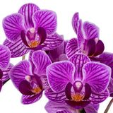 DecoBlooms Living Orchid Flower Plant - 2 Inch Blooms - Fresh Flowering Home Décor