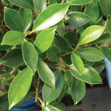 Brussel's Bonsai Live Golden Gate Ficus Indoor Bonsai Tree - 7 Years Old; 8" to 10" Tall