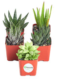 Shop Succulents | Alluring Collection of Live, Hand Selected Variety Pack of Mini 5 Different Aloe Plants