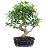 Brussel's Bonsai Live Golden Gate Ficus Indoor Bonsai Tree - 7 Years Old; 8" to 10" Tall