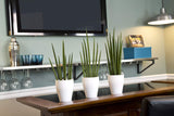 Costa Farms Sansevieria Cylindrica Succulent-Like Live Indoor Plant, 6-Inches Tall, Grower's Choice