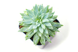Succulent Plants (5 Pack), Fully Rooted in Planter Pots with Soil - Real Live Potted Succulents