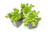 Hen and Chicks Succulents (3 Pack) Live Sempervivum Houseleek Succulent Rooted in Planter Pots