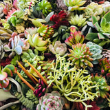 Live Succulent Cuttings 10 Assorted Varieties Beginners Succulents, No 2 Cuttings Alike