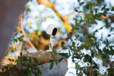 Arlo - Add-on Camera | Night vision, Indoor/Outdoor, HD Video, Wall Mount | Cloud Storage Included | Works (VMC3030-100NAR) - (Renewed)