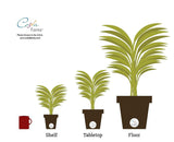 Costa Farms Premium Live Indoor Snake Plant, Sansevieria, 2-FT Floor Plant, Shipped Fresh From Farm in Cylinder Planter