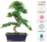 Brussel's Bonsai Live Fukien Tea Indoor Bonsai Tree-10 Years Old 10" to 14" Tall