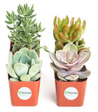 Shop Succulents | Unique Collection of Live Succulent Plants, Hand Selected Variety Pack of Mini Succulents