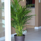 Costa Farms Areca Butterfly Palm Tree, Live Indoor Plant, 3 to 4-Feet Tall