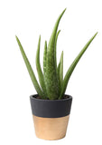 Costa Farms Aloe, Live Indoor Plant, 12 to 14-Inches Tall, Ships in Modern Ceramic Planter