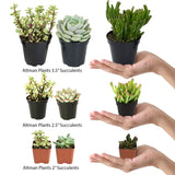 Altman Plants Assorted Live Cactus Collection mini real cacti for planters or gifts, 2.5", 12 Pack