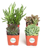 Shop Succulents | Unique Collection of Live Succulent Plants, Hand Selected Variety Pack of Mini Succulents