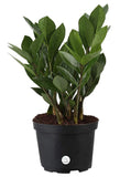 Costa Farms ZZ Zamioculcas Zamiifolia Live Indoor Plant, 12-Inch, Fresh From Our Farm